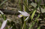 Rose pogonia <BR>Snakemouth orchid